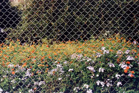 colourful garden flowers behind a chain link fence creating a contrast between nature and urban elements.
