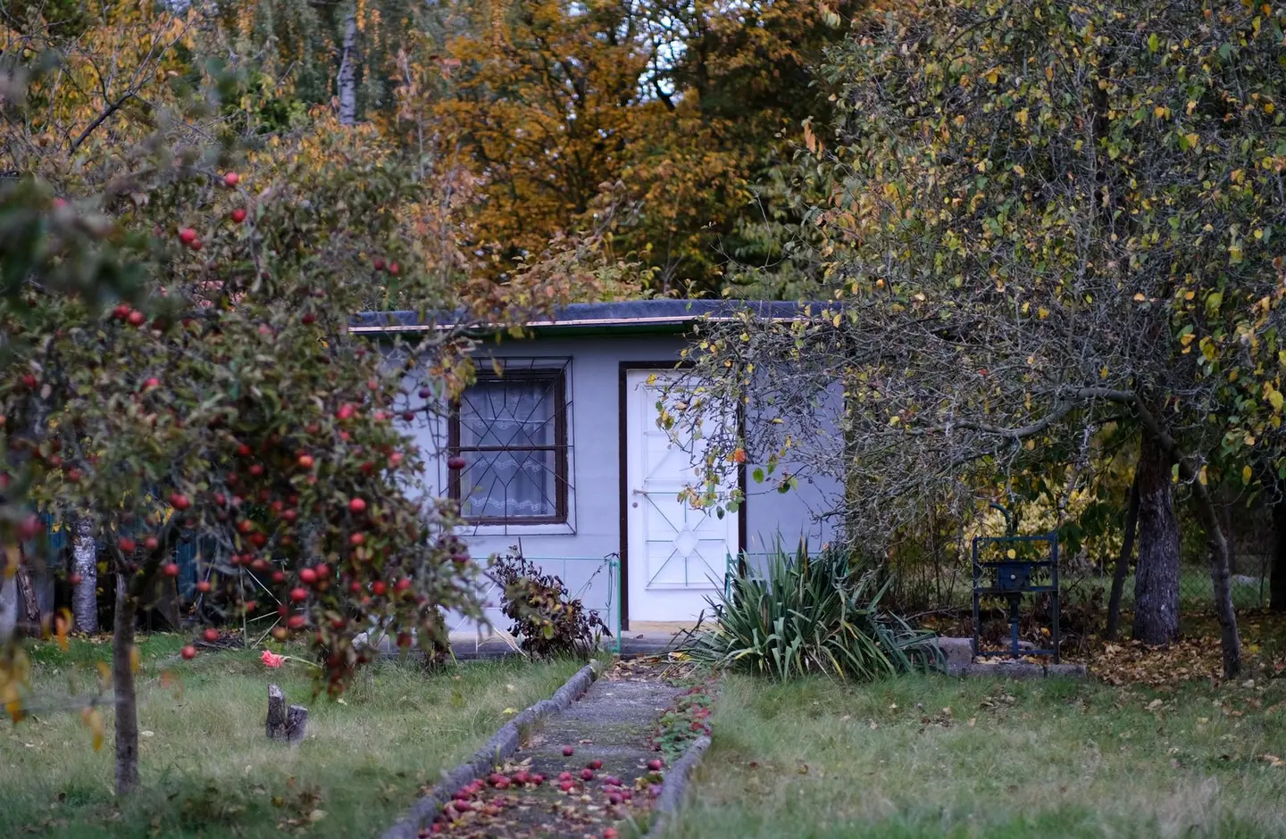 A quaint garden shed amidst colourful autumn foliage with apple trees and fallen leaves.