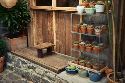 Glass shelf with potted succulents against a rustic wooden wall, creating a cozy indoor garden ambiance.