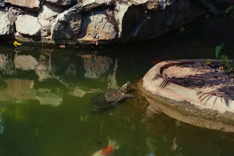 A tranquil scene of a turtle swimming near a stone-lined pond in a garden.