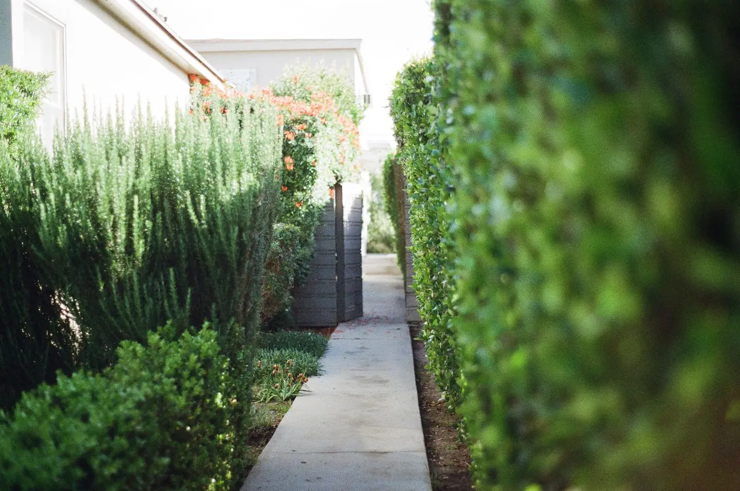 A tranquil garden pathway lined with lush green hedges under bright daylight.